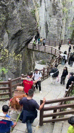 恩施大峡谷轿夫抬狗上山引争议：狗坐轿人走路，花钱雇轿是宠物特权吗？
 湖北恩施大