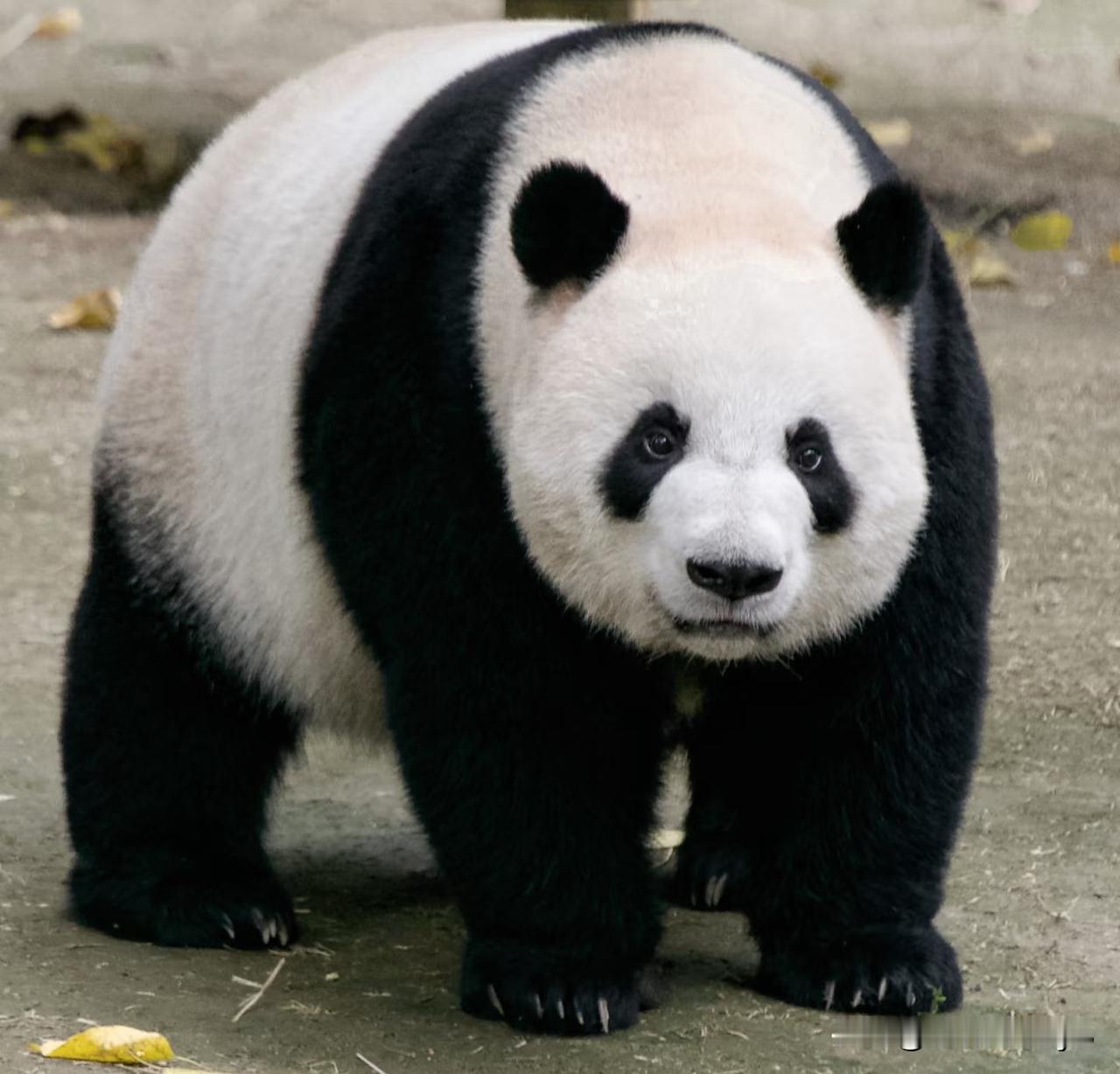 莽庆庆不仅姓莽也是真的有点莽，站在那里特别像一个煤气罐罐，她是不是传说中的罐罐妹