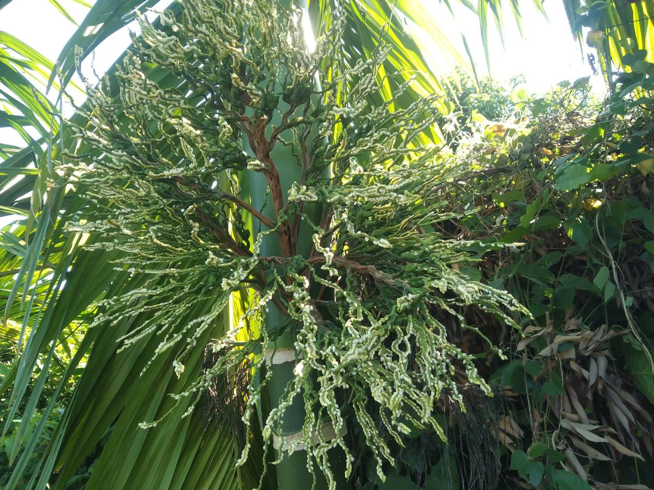 昨天带二宝去果地摘槟榔，
果地的路很滑，
二宝不时摔跤。
我说，你不好好读书，