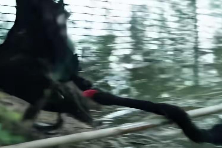 谁说动物界只有忠贞？2025年武汉天外天小镇这出“三角戏”让全网看傻了。原本恩爱