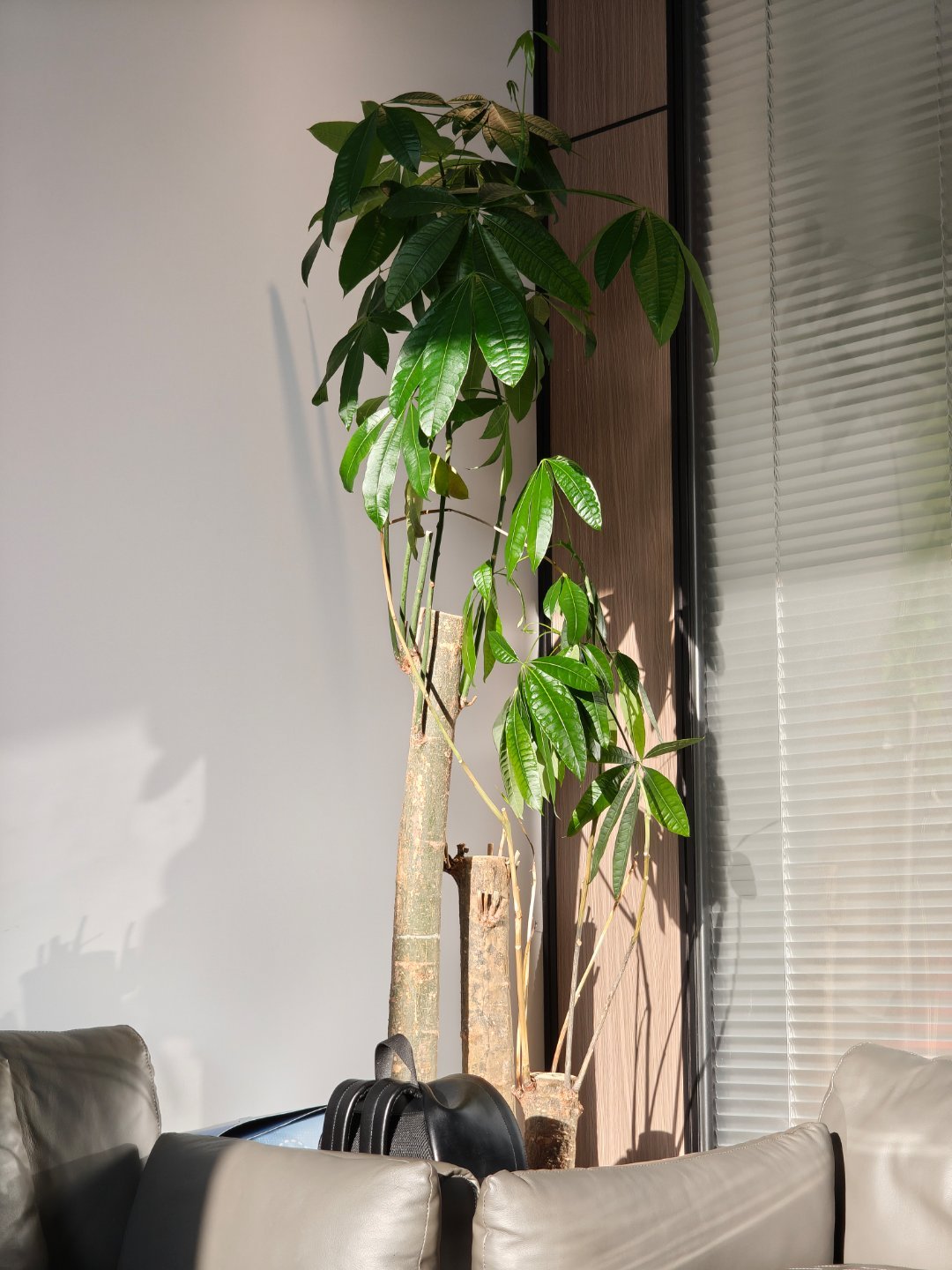 🌲办公室的发财树被养成这样，也是没谁了……