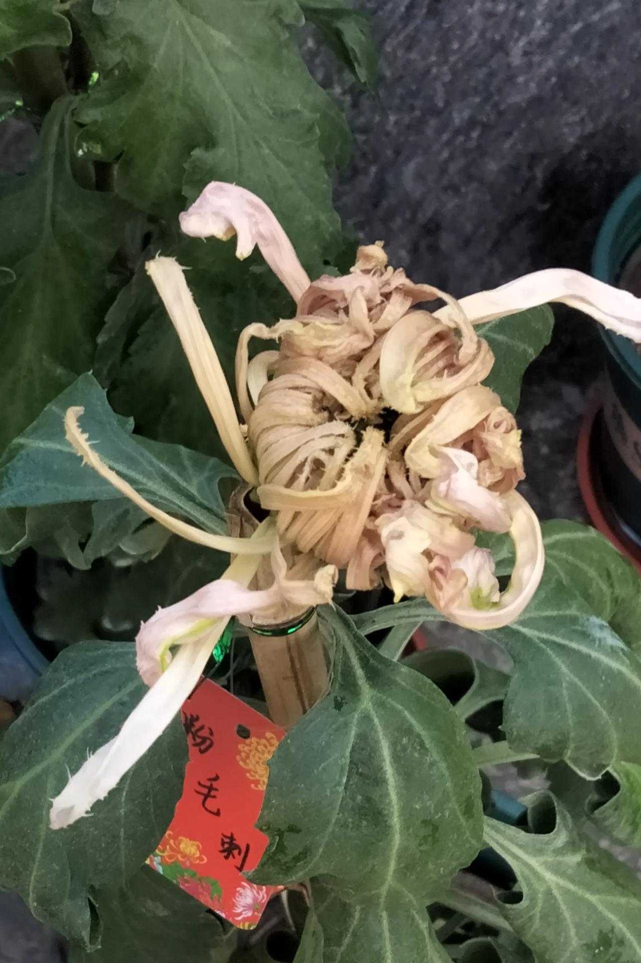 菊花开放的那一刻，
一切都变得平静而美好。