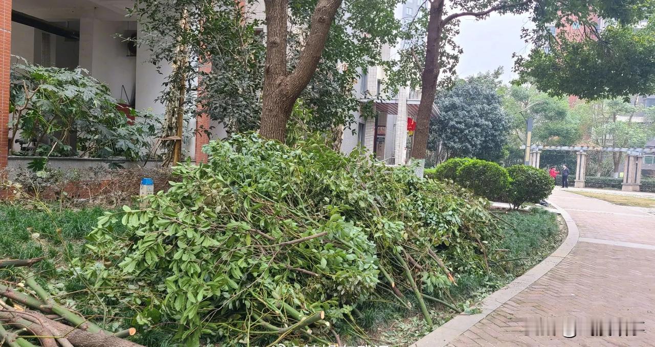 武汉全城皆锯树，抵御冻雨再袭
2月19日，武汉全城上下，不论大街小巷，似乎都在进