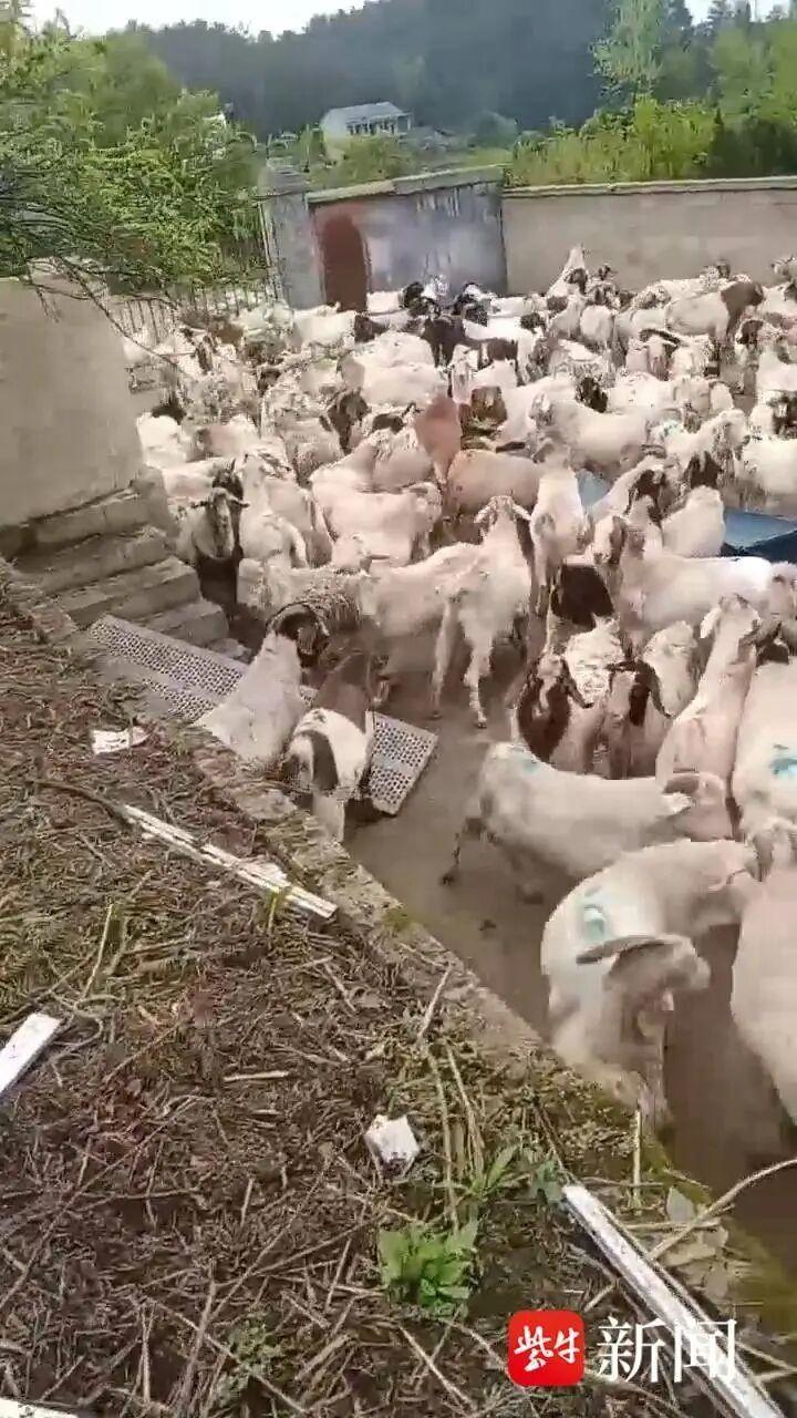 男子听从熟人建议，把价543只羊从河南运到贵州玉屏县养殖，并让儿子看场。不到半年