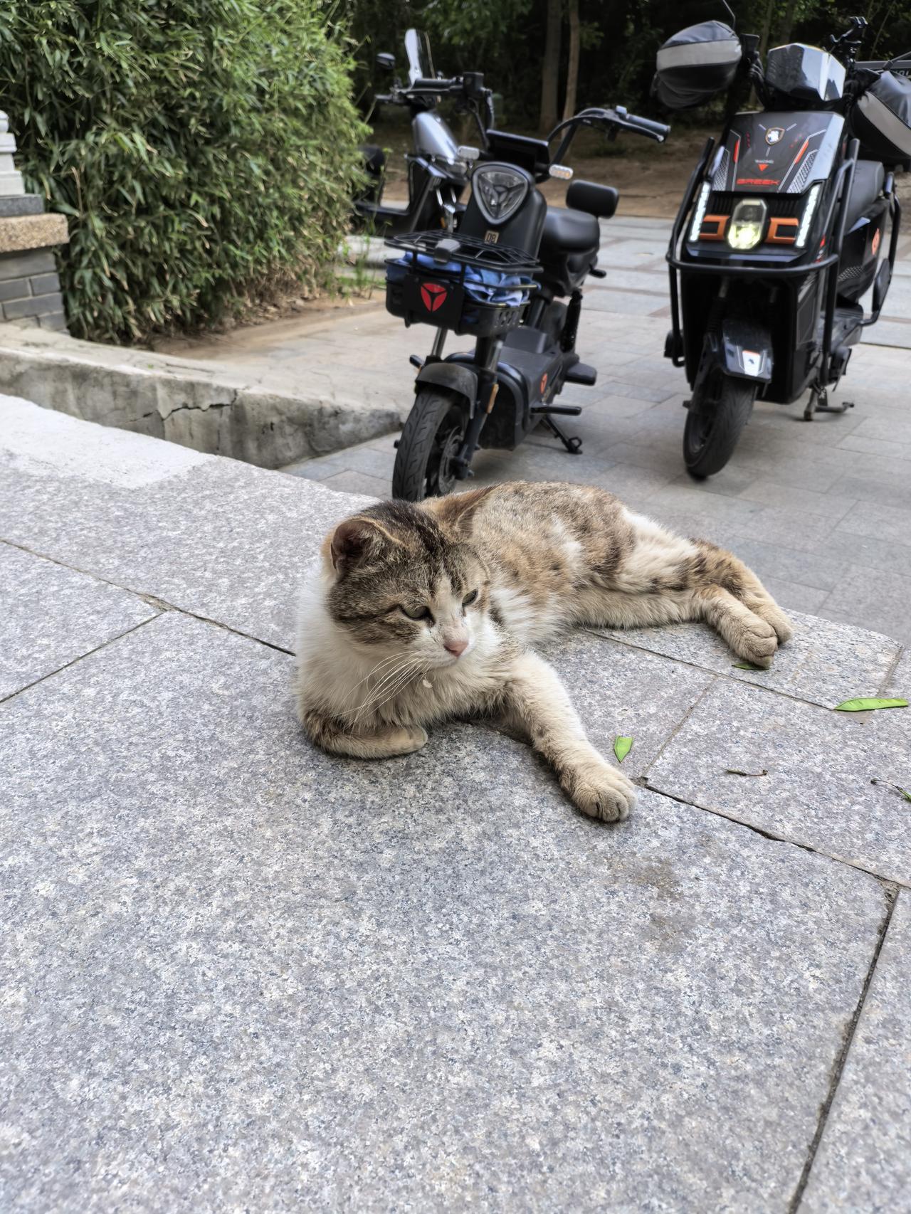 再也不会碰小区的流浪猫了。