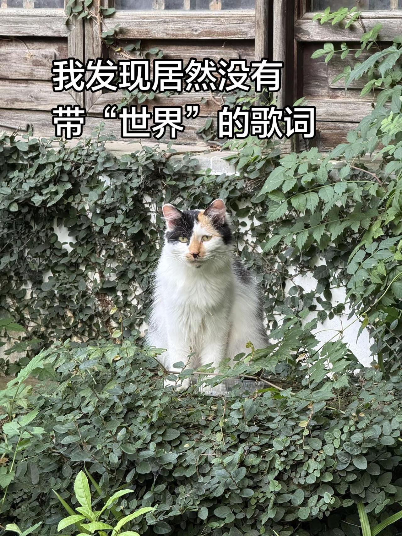 有带世界的歌词吗歌词