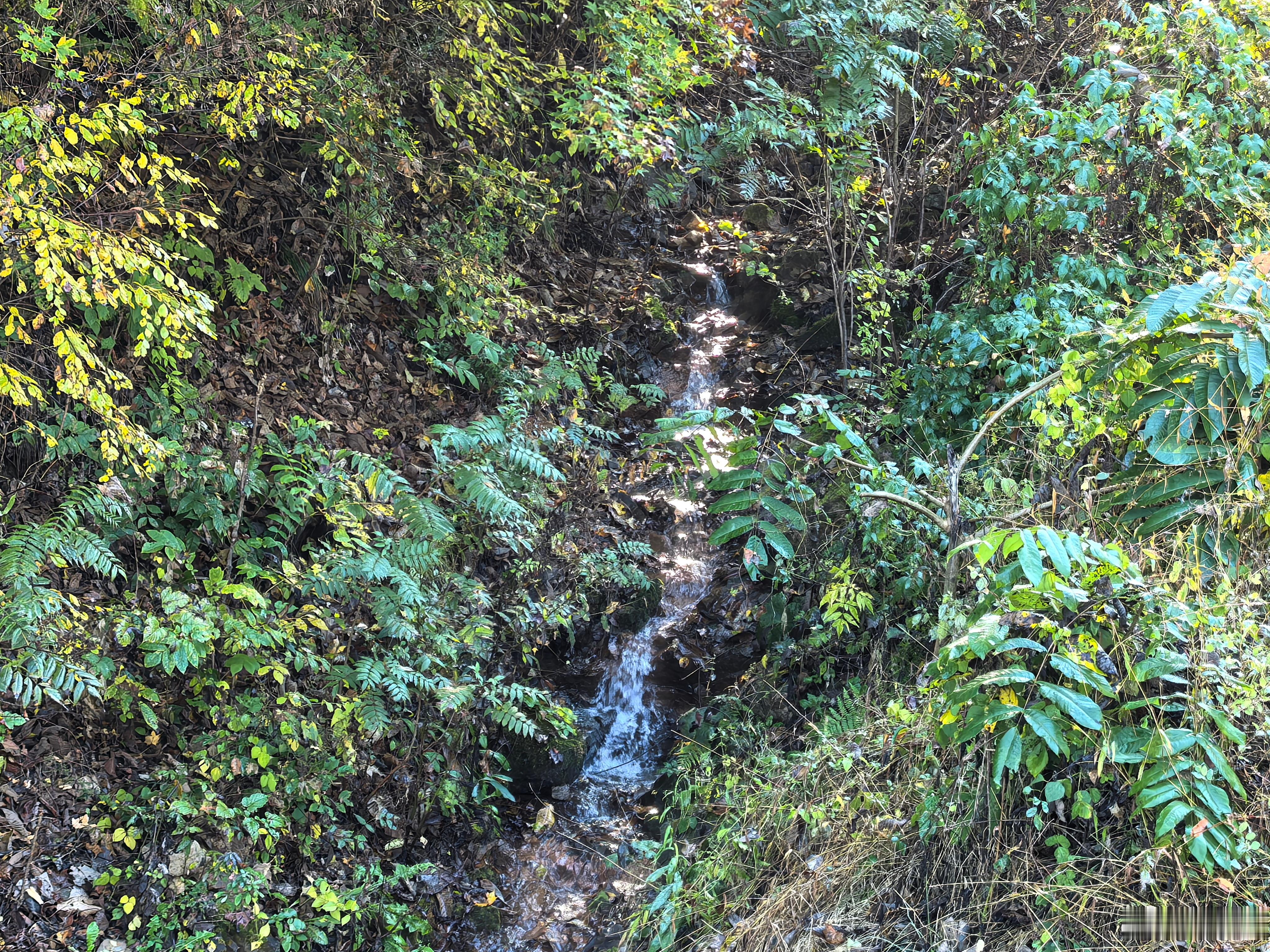 早晨喝了一口山泉水。大家国庆去哪里玩了？ ​​​