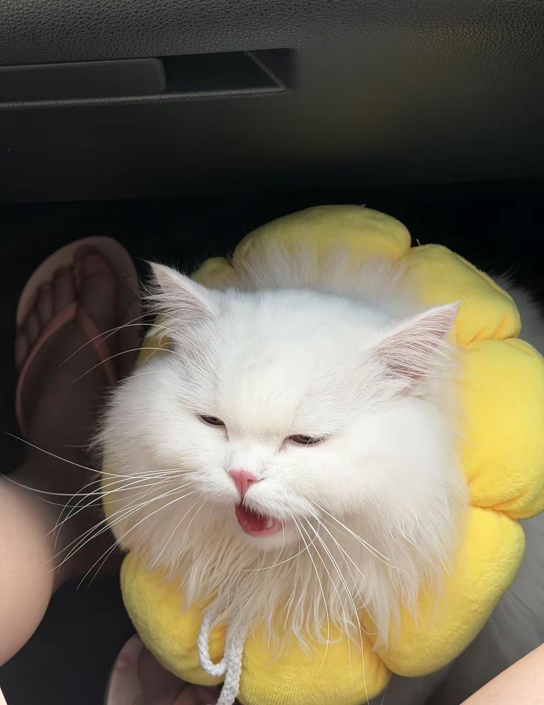 哈哈哈哈哈哈广东你要热死咪了。坐车的猫咪 怼脸猫咪表情包