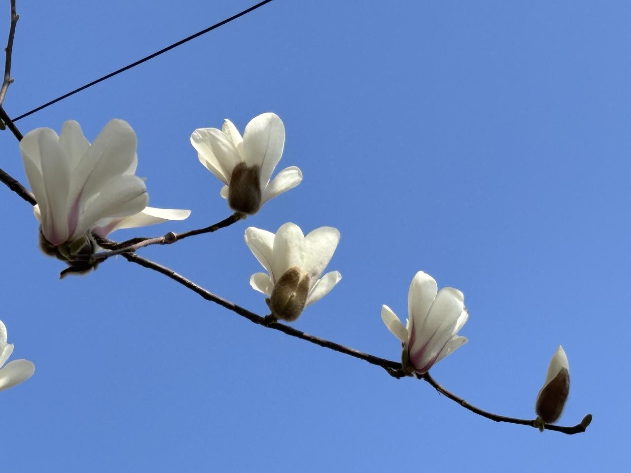 漂亮的玉兰花你喜欢哪种颜色?白色