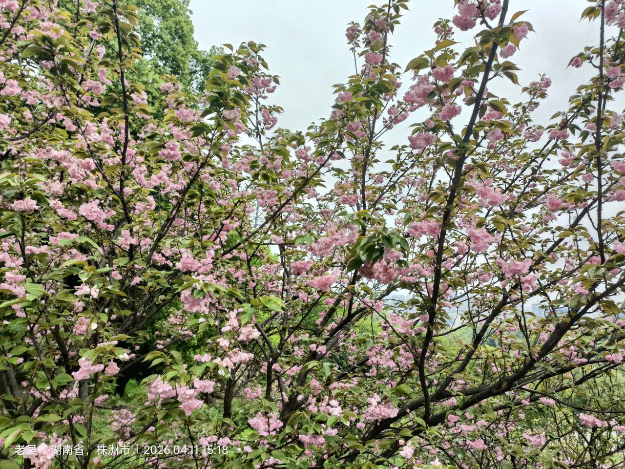 山水美照株洲石峰公园樱花园