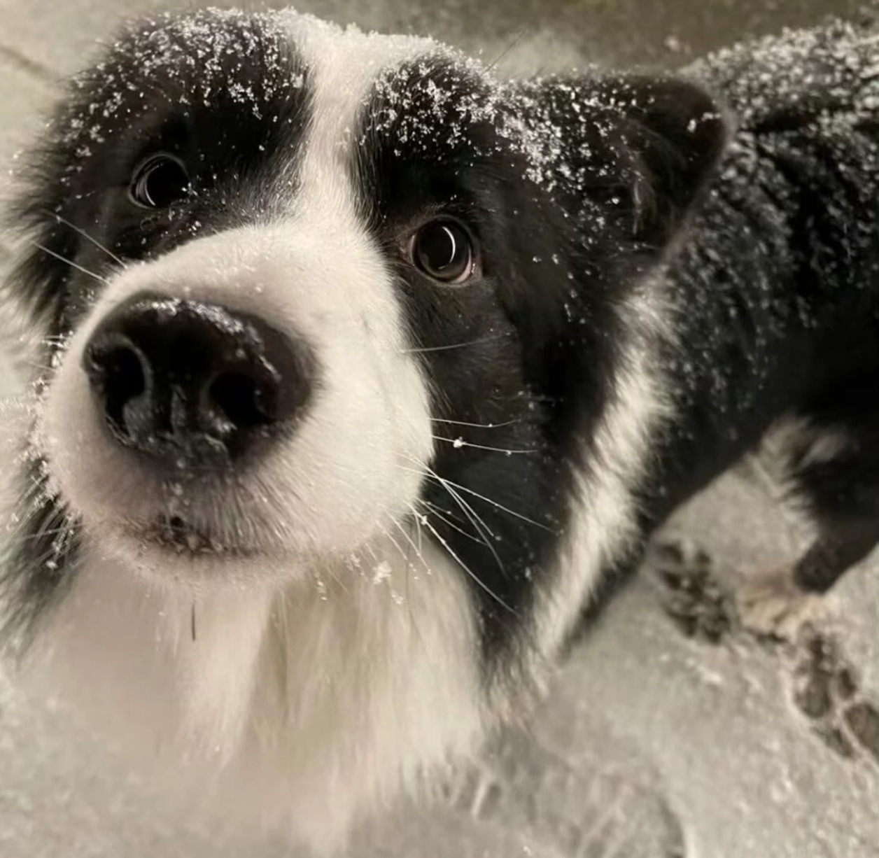 猫猫狗狗背景图 