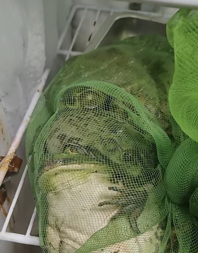 抗生素牛蛙何以难禁  感觉挺多人爱吃的，但我接受不了，可能这辈子都不会碰牛哇的叫