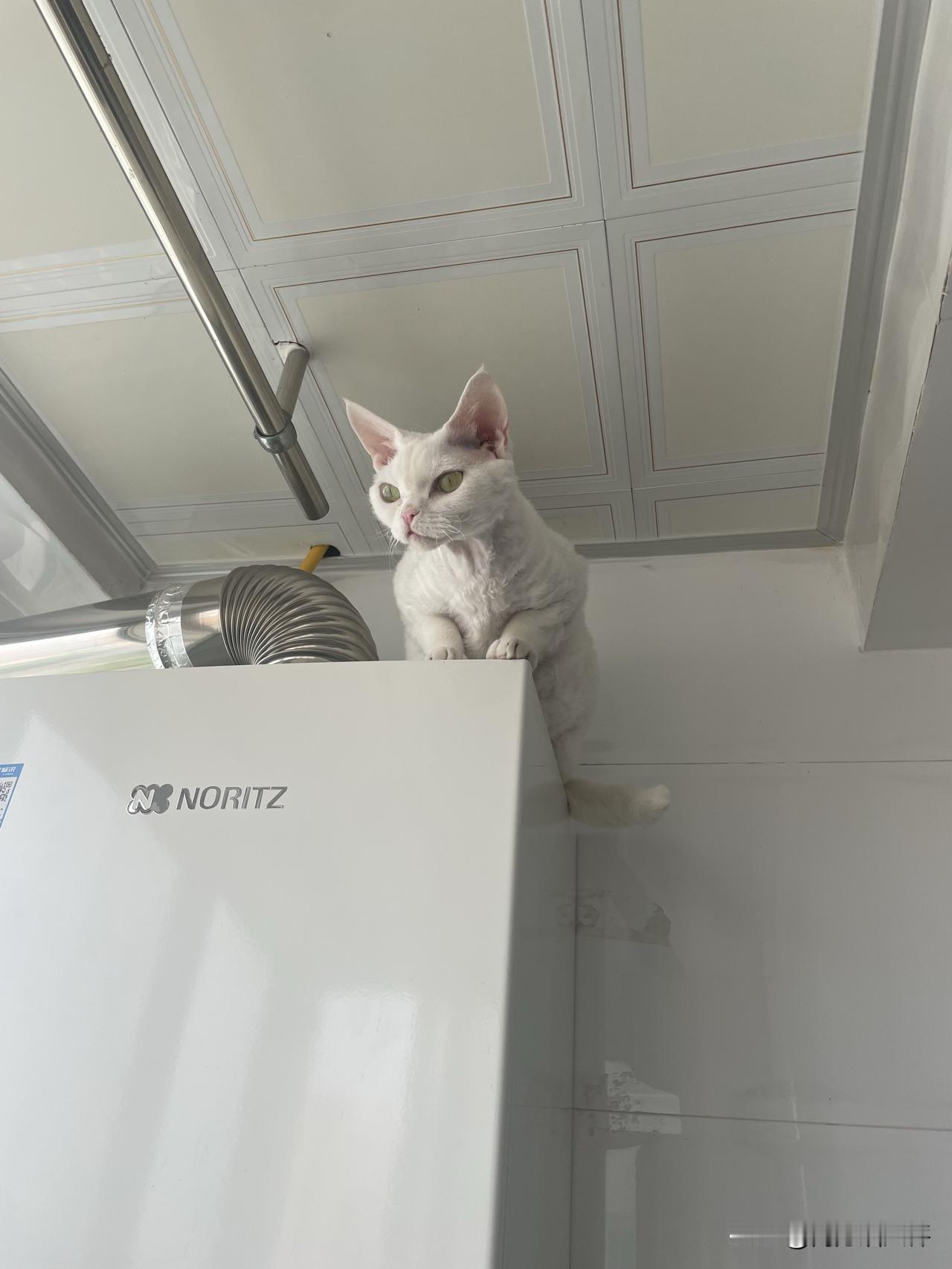 我家猫咪慵懒的样子很少，爬高上低的时候很多，看看，爬到燃气炉顶上去了。