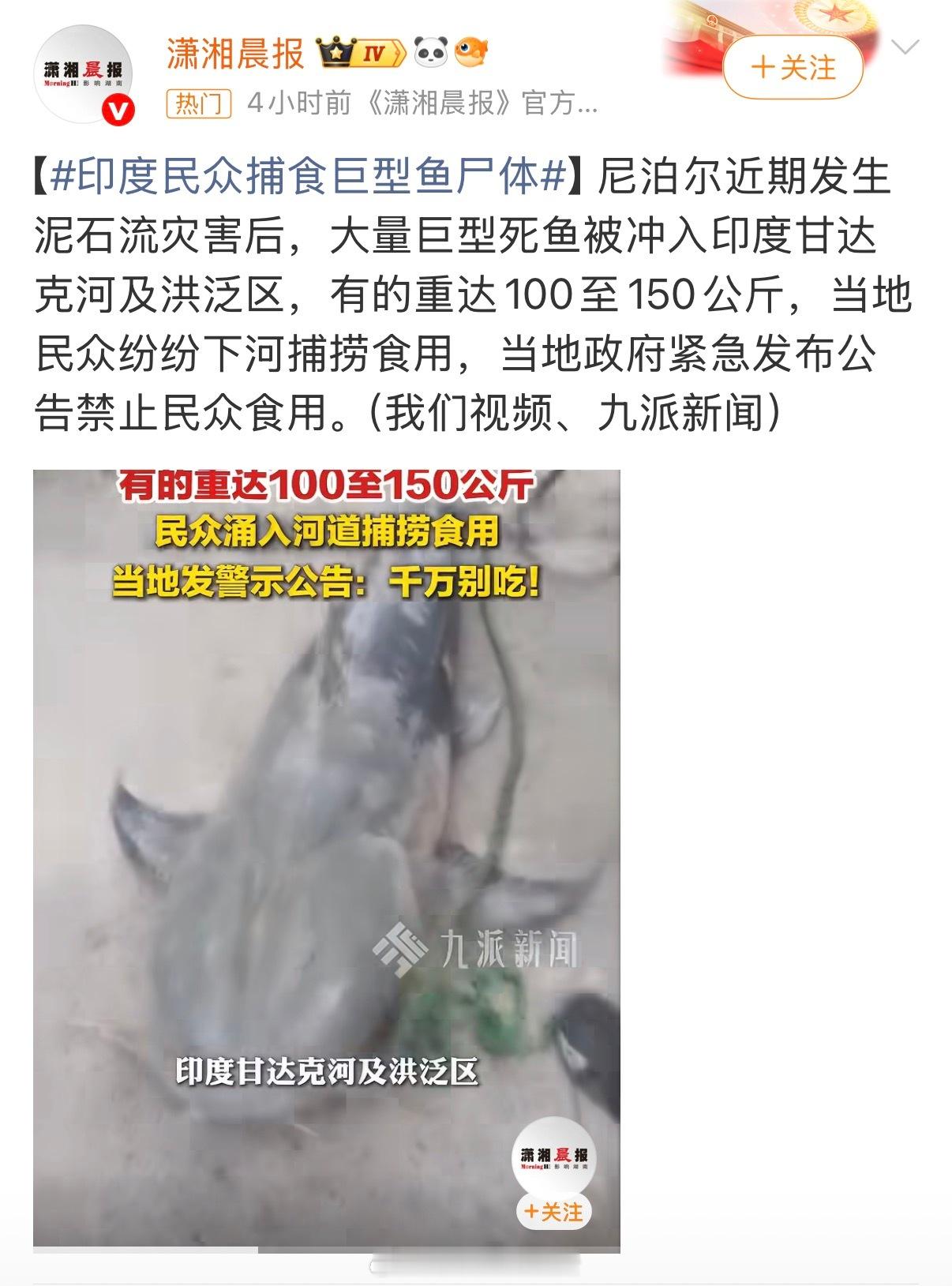 尼泊尔山洪冲来巨型鲶鱼 我滴妈呀，100～150公斤，真是巨型鲶鱼啊！我搁菜市场