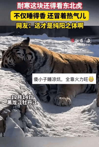 黑龙江一女子在动物园玩，突然发现雪地里，竟然冒着热气儿！凑近一看，却发现是一只东