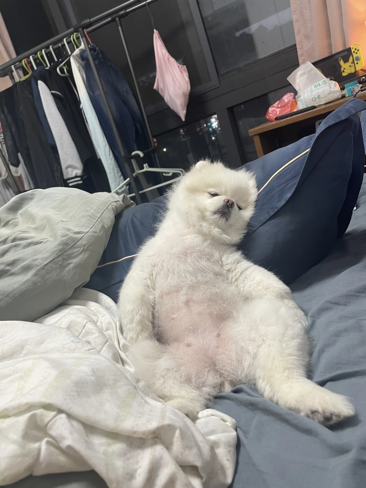 🐶: 今天吃了两顿狗粮累死宝宝了
