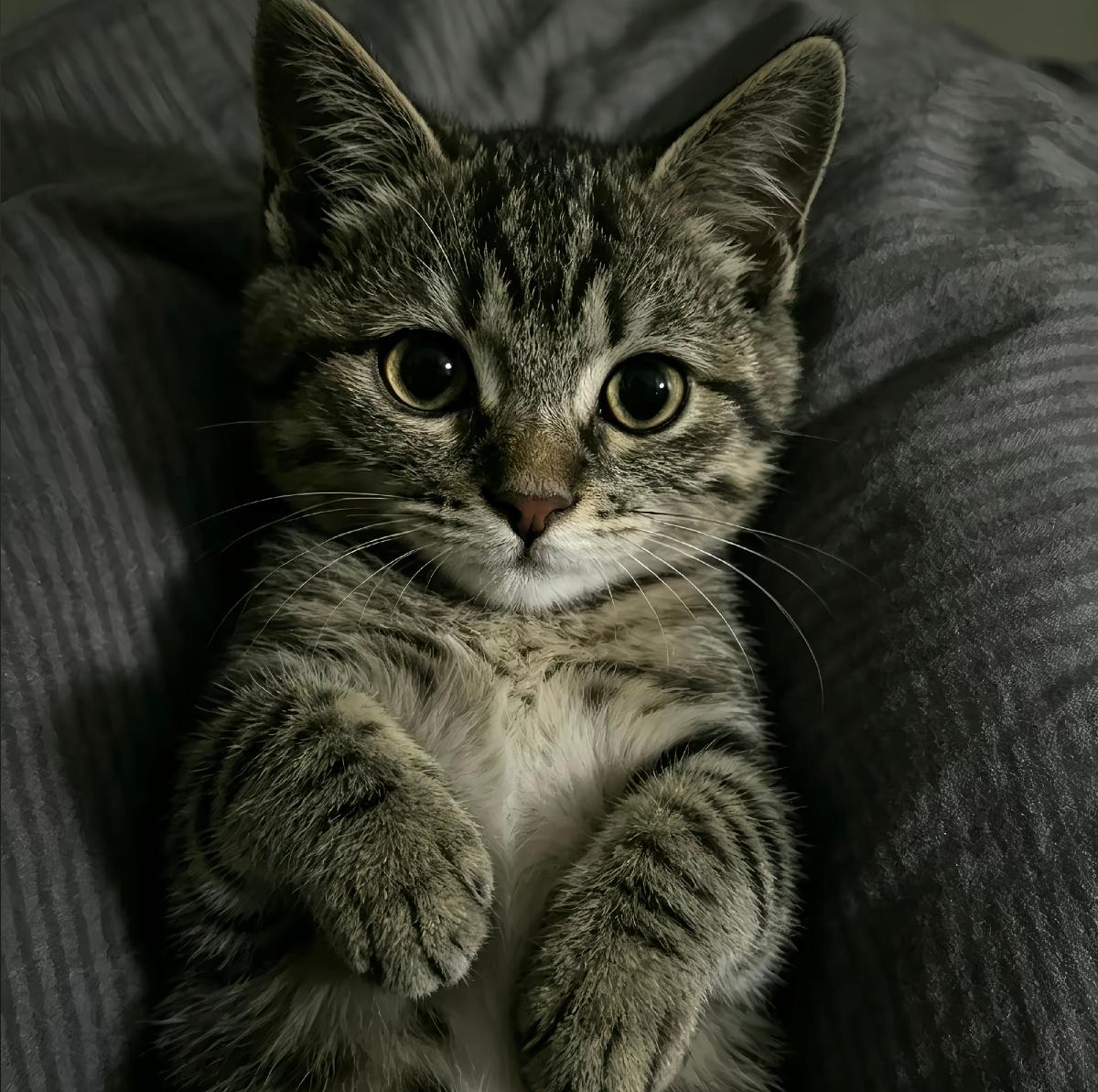以前我觉得把猫和狗当孩子的人都是脑子有点问题的，简直是入魔了，宠物再可爱也不能当