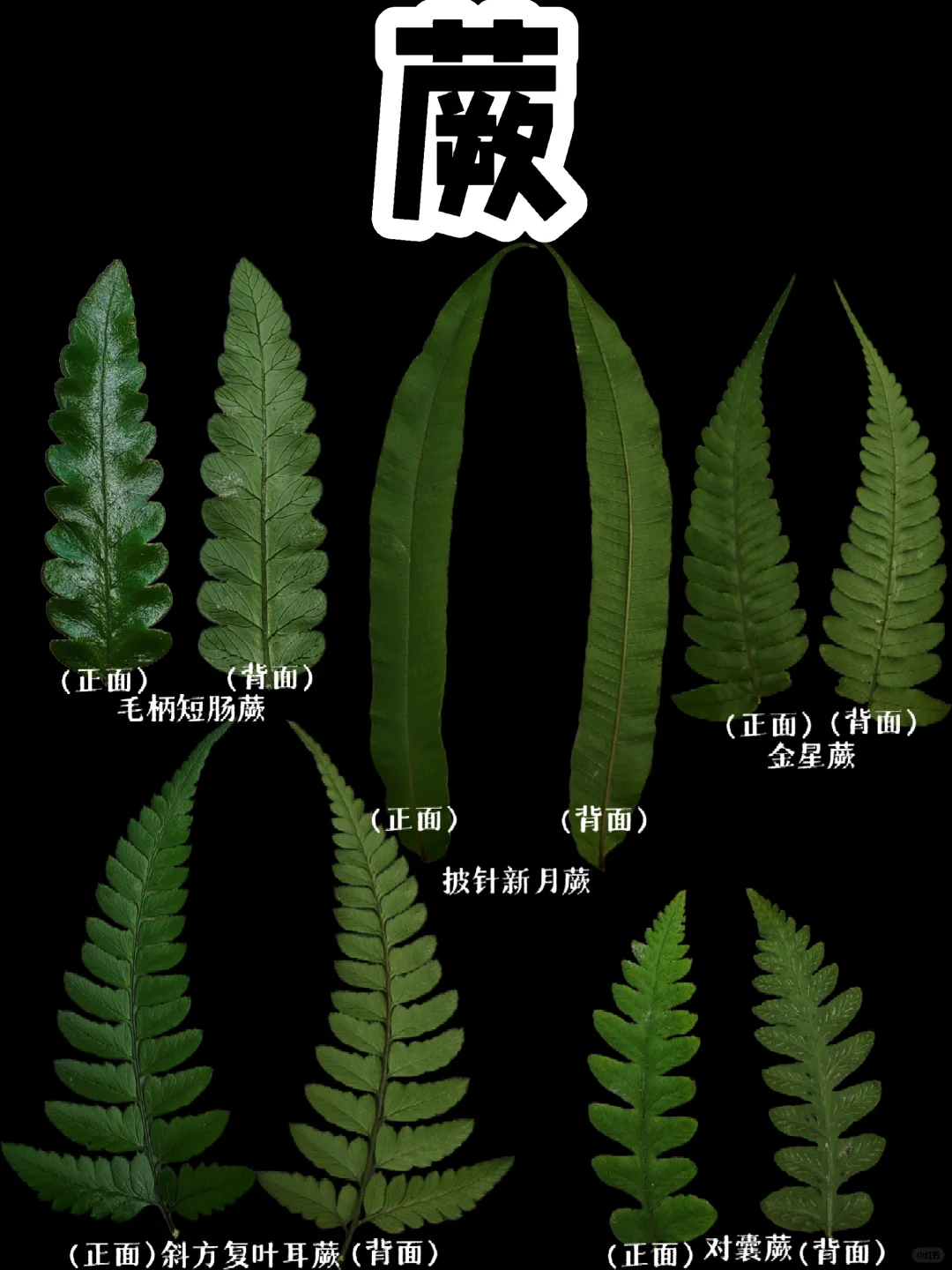 【识蕨集】蕨蕨子啊，我国约2600种蕨类植物