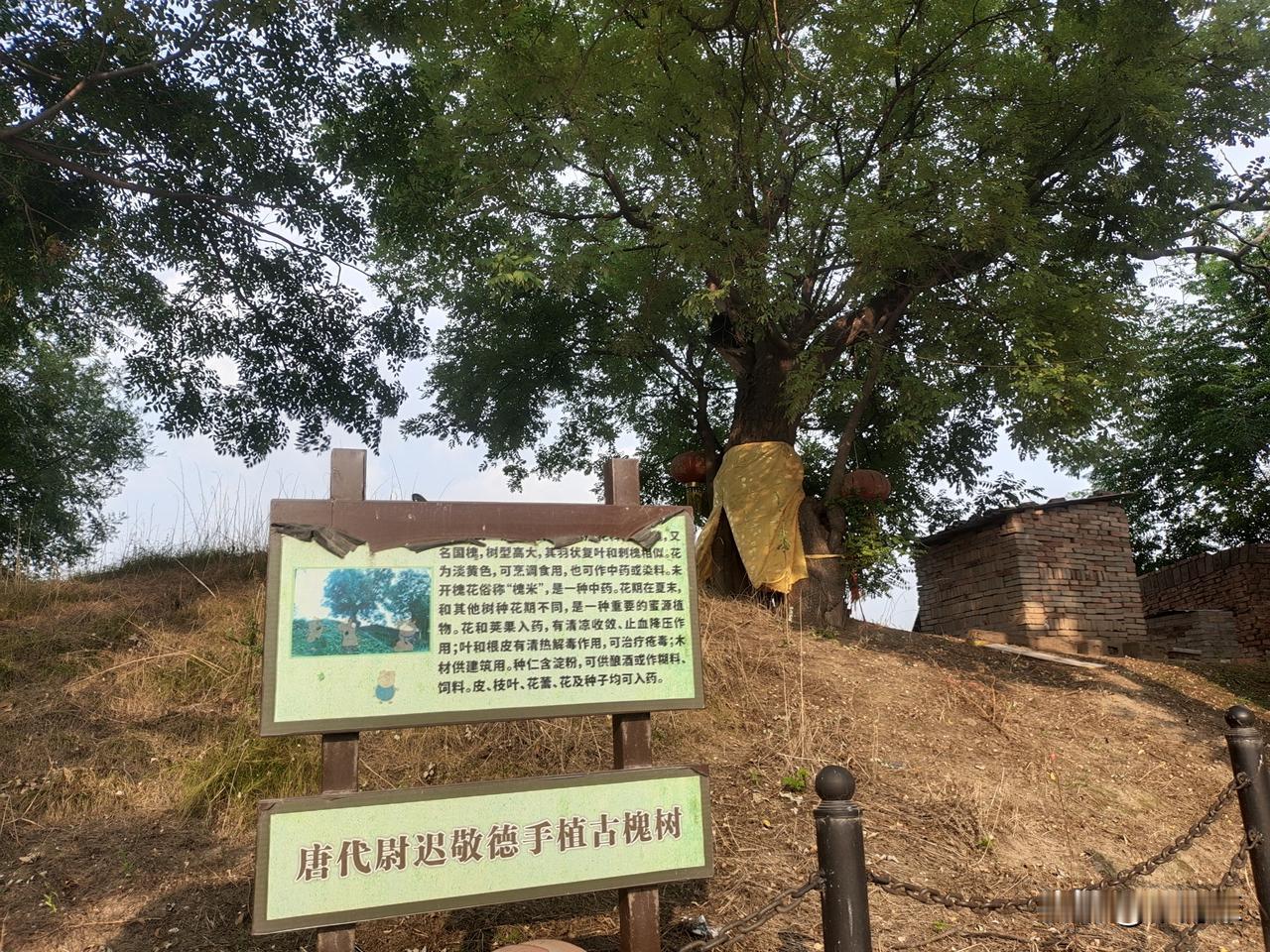 位于河南省武陟县乔庙镇商村的唐代尉迟敬德手植古槐树。
    1. 人物渊源
 