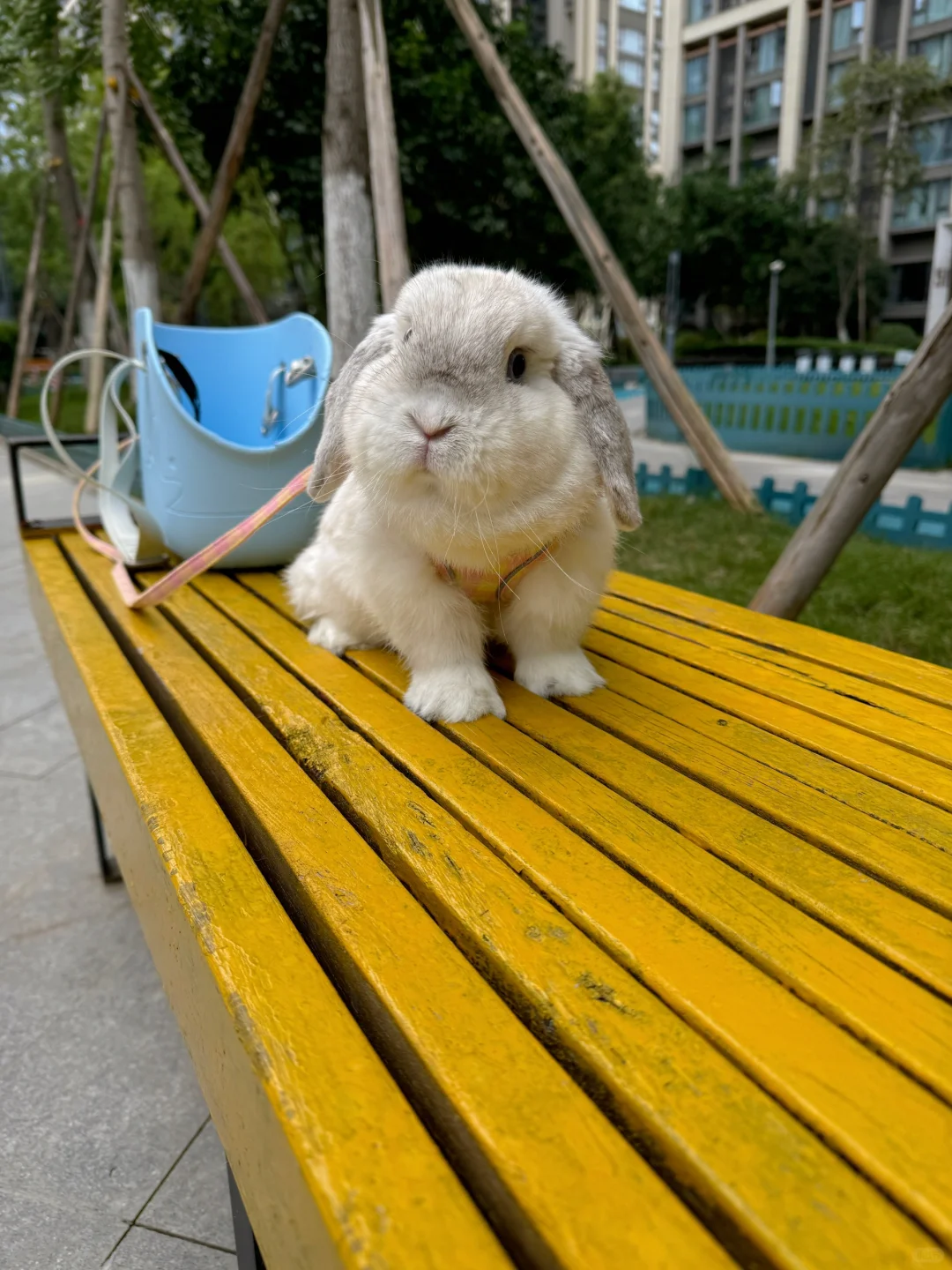 谁说这兔胖啊？这兔多瘦啊！！