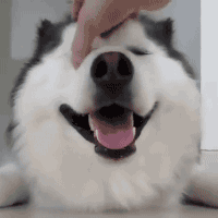 狗子被撸得一脸享受 