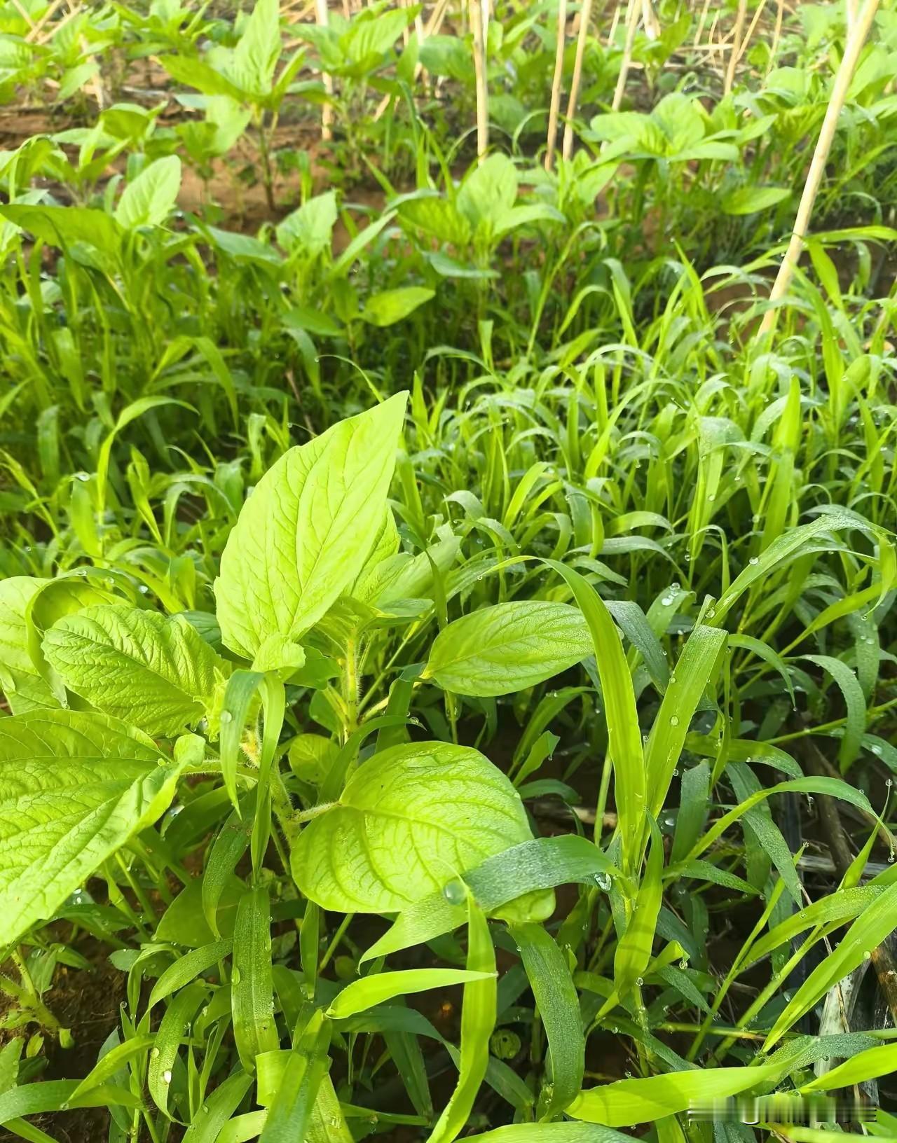 前几天，我骑电瓶车外出，路过一家加油站，只见那里排队的车辆排起了长队。两排队伍大