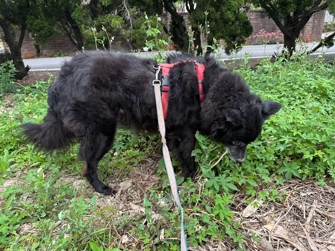 每日萌宠打卡萌宠我家緣緣認真吃草中❤️，還有可愛回眸吉吉❤️ 