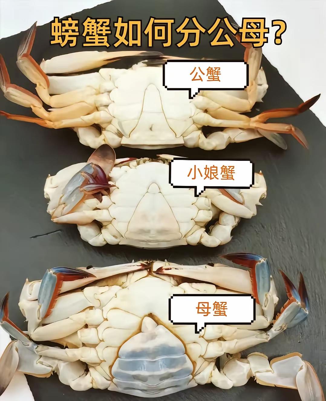 为什么母蟹那么贵？