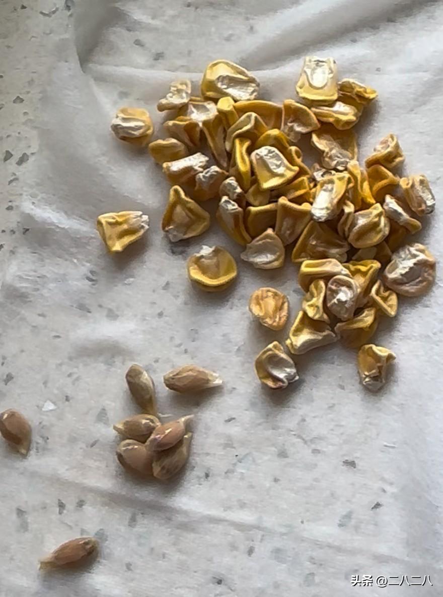 我家有个小院子。

小院里的菜大部分已经吃完了，只剩下几棵莴笋，一些大蒜。周日的