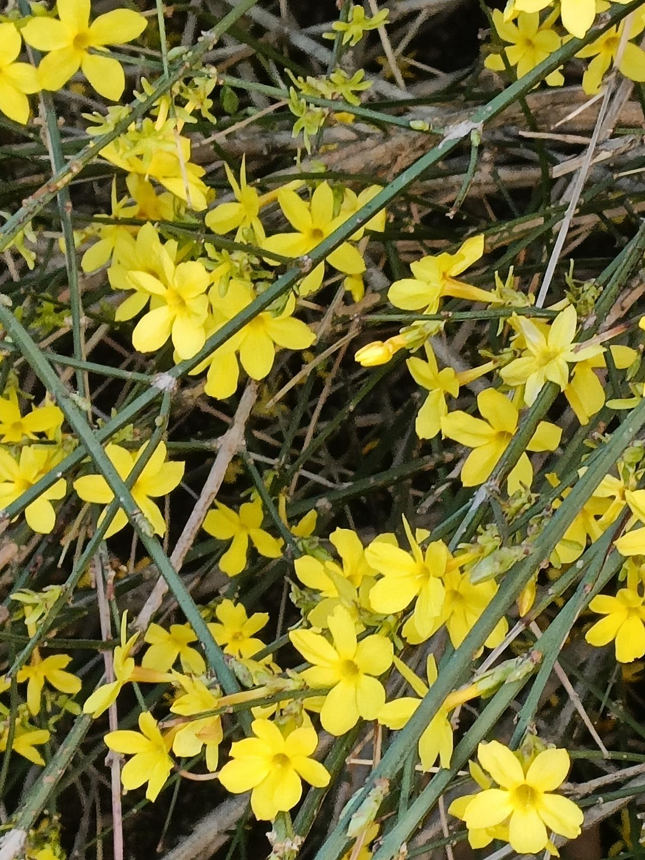 随手拍拍花草，尽显春天美色