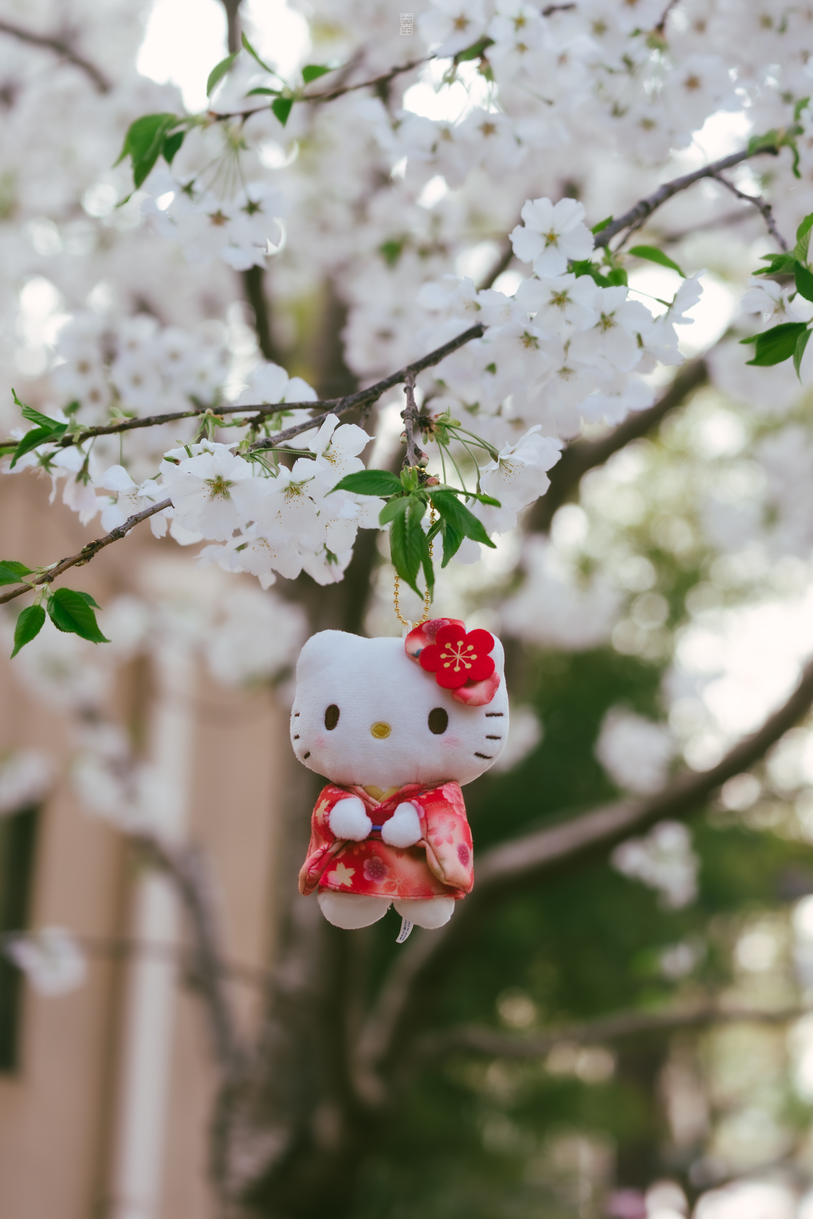 相逢又一春🌸【玉渊潭】摄影