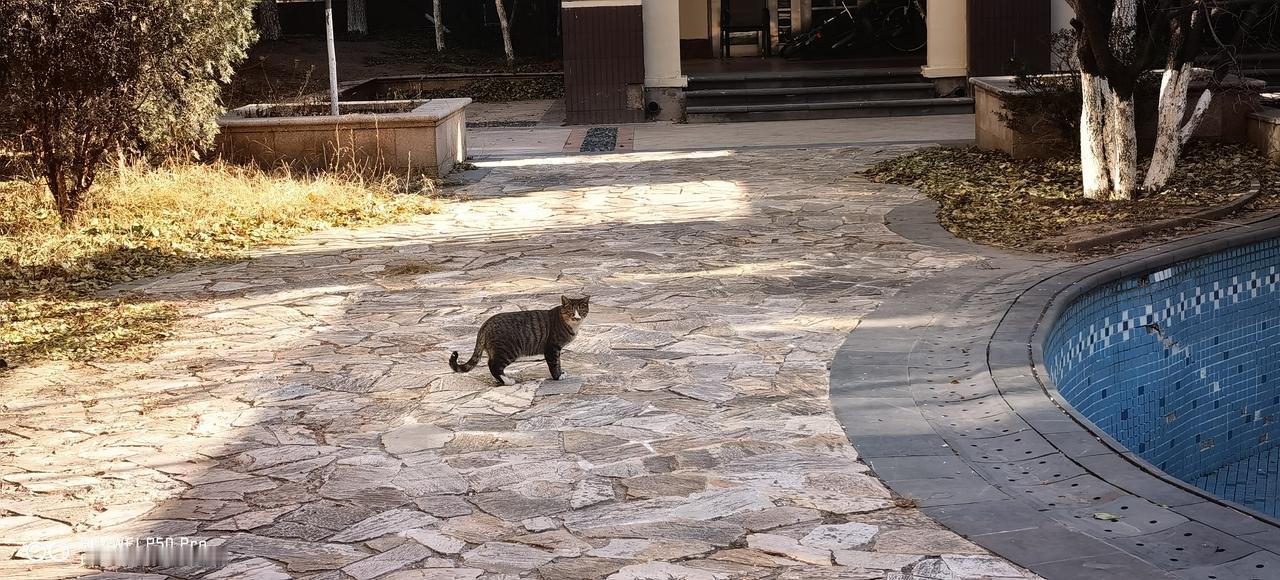 猫来猫去，往事随风！花落花开，未来可期！