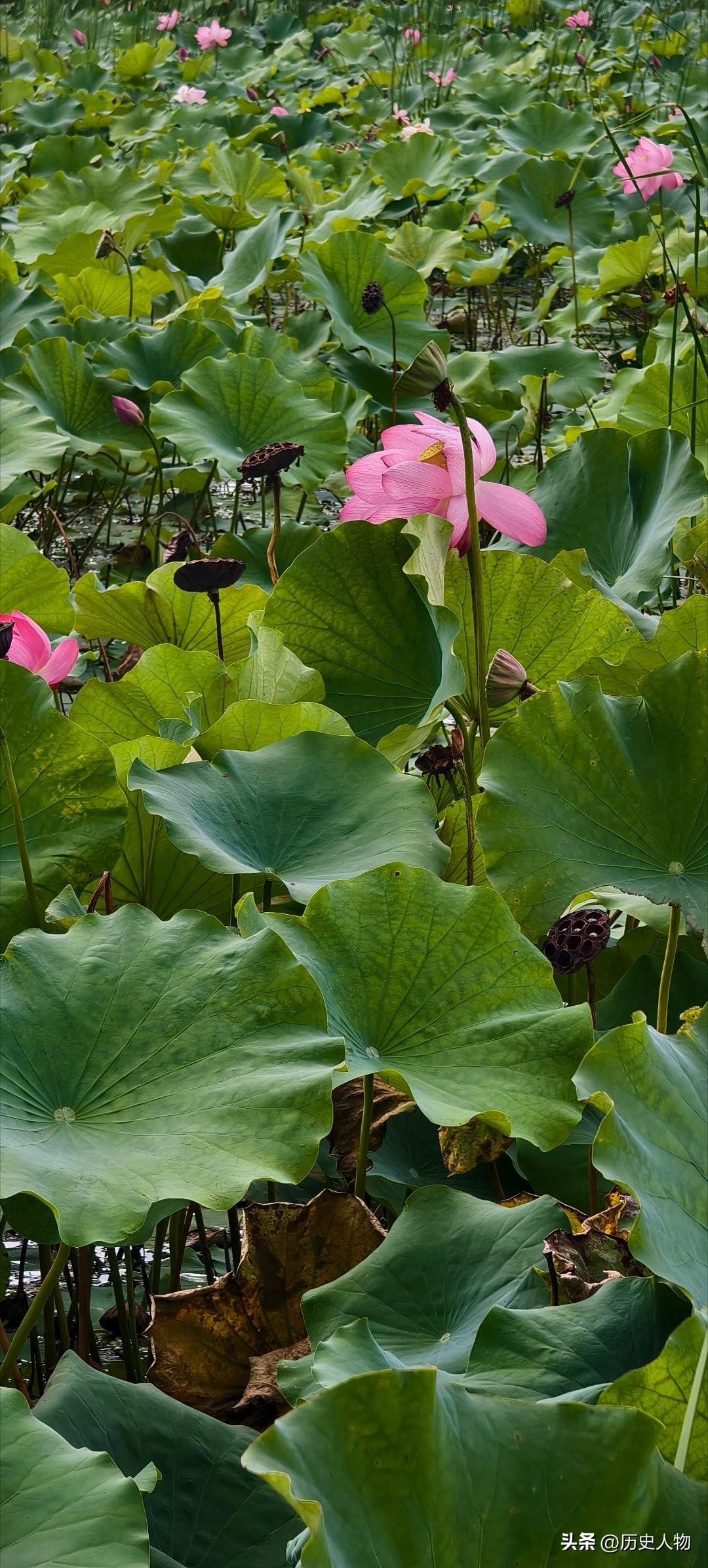 粉嫩的花开满湖，绿意盎然夏日景。