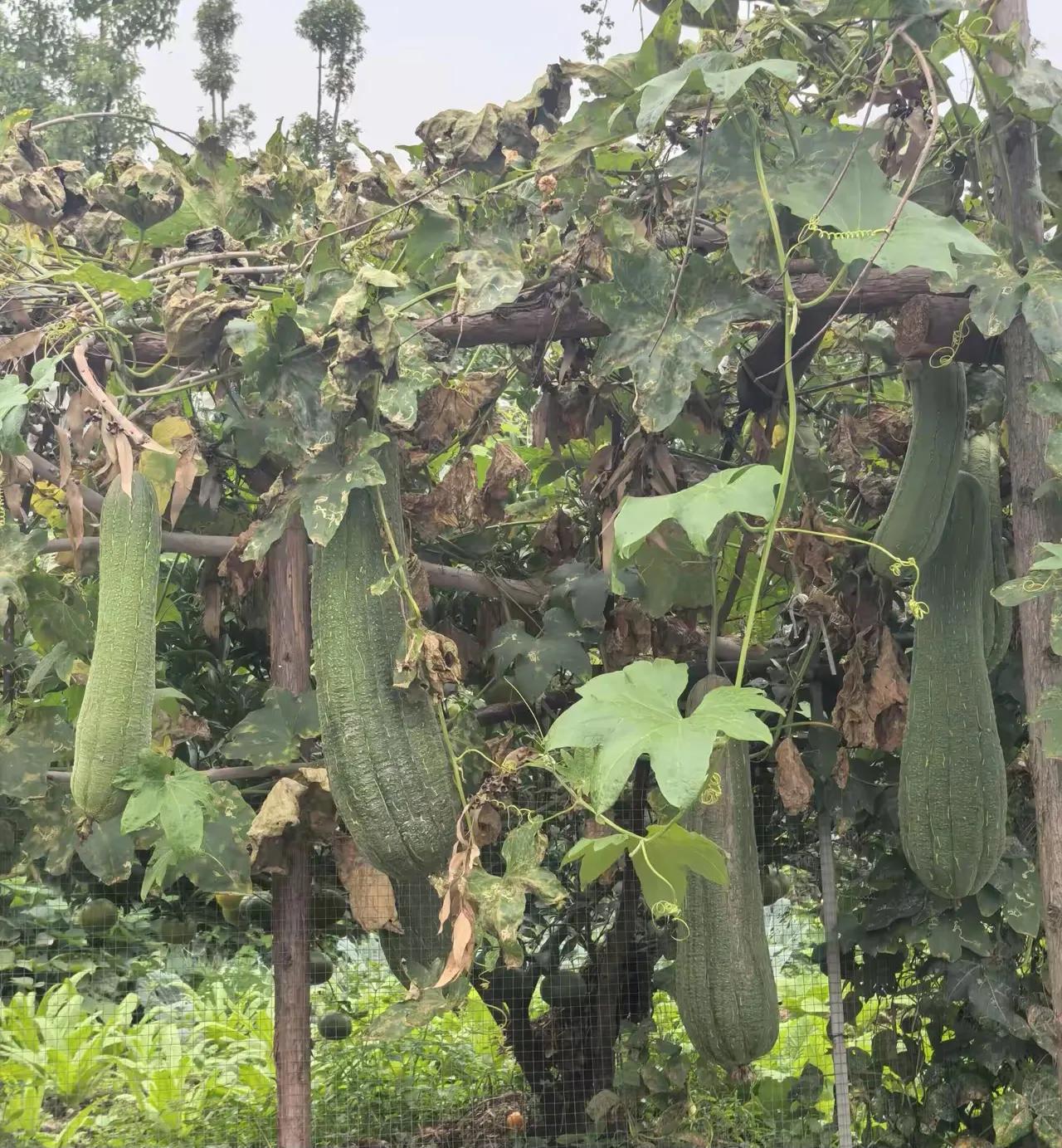 分享一下你随手拍的照片硕果累累。