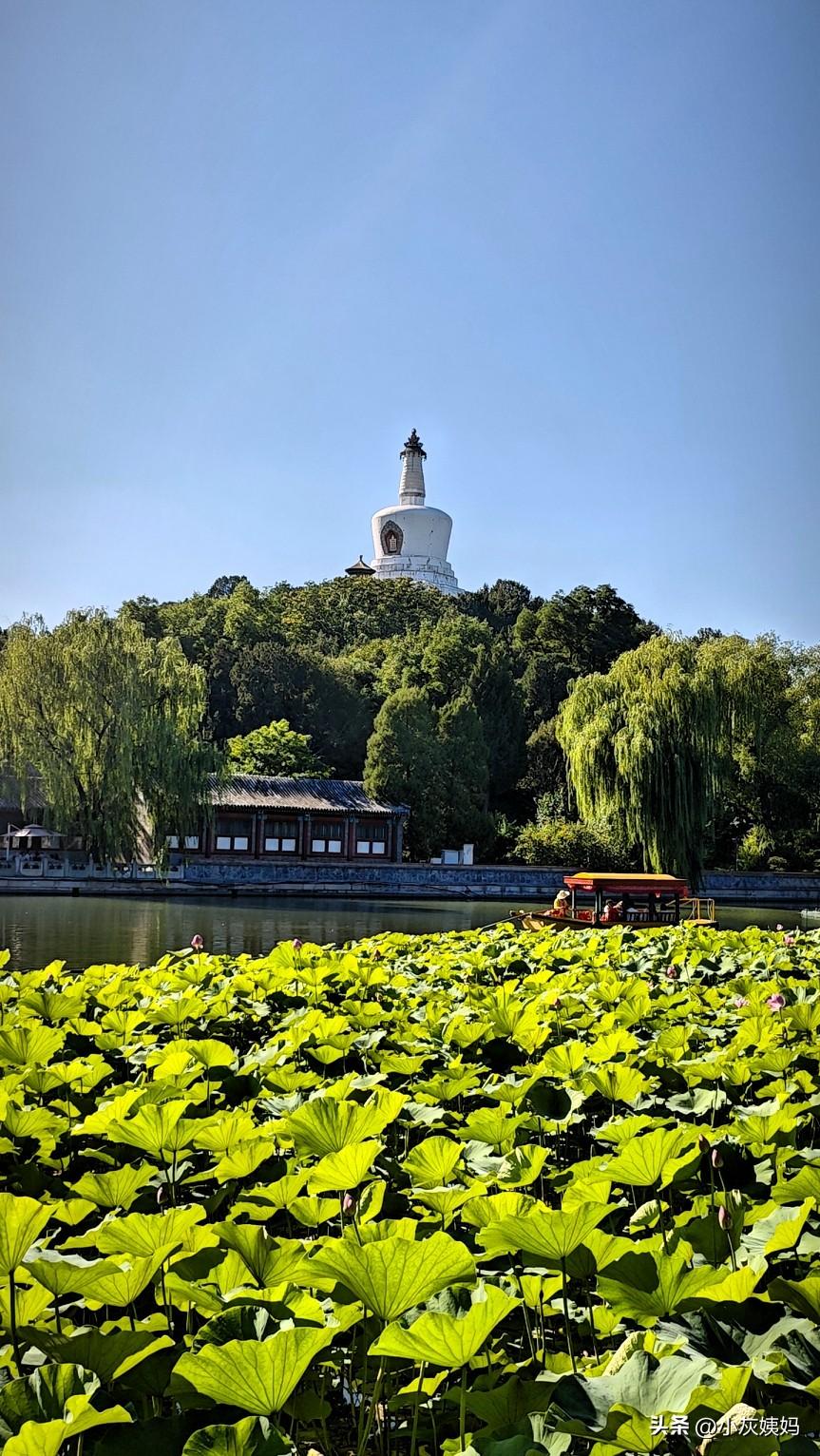 2026.6.28.天气晴朗，北海公园风景在蓝天的映衬下，显得格外美丽！河塘里的