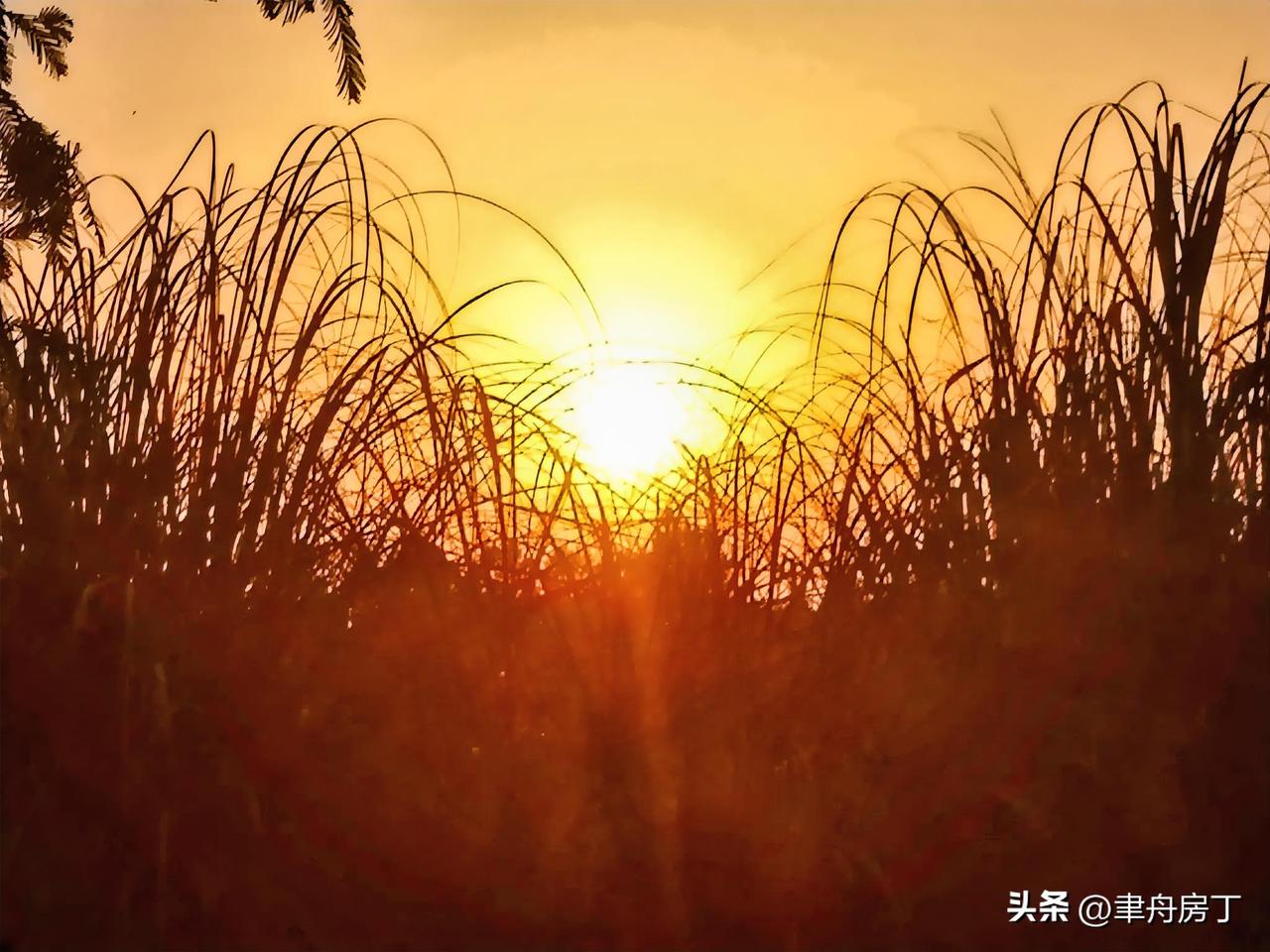 雾绕霜冻银松山。