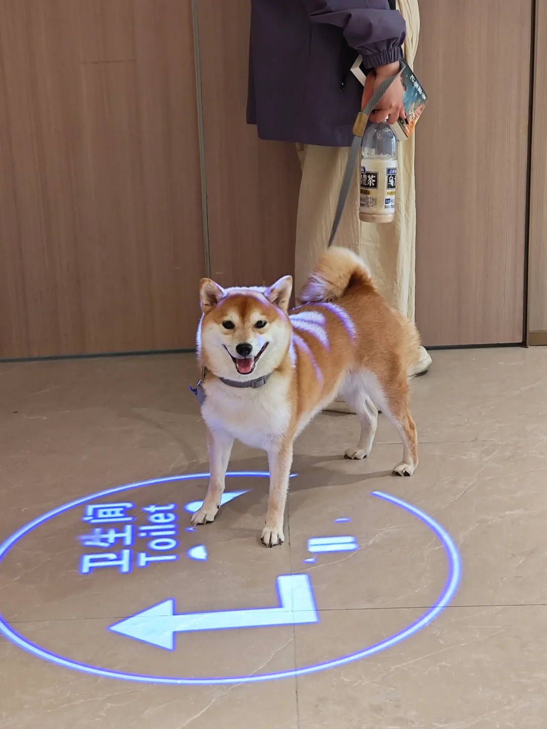 谁家好狗这样等人啊