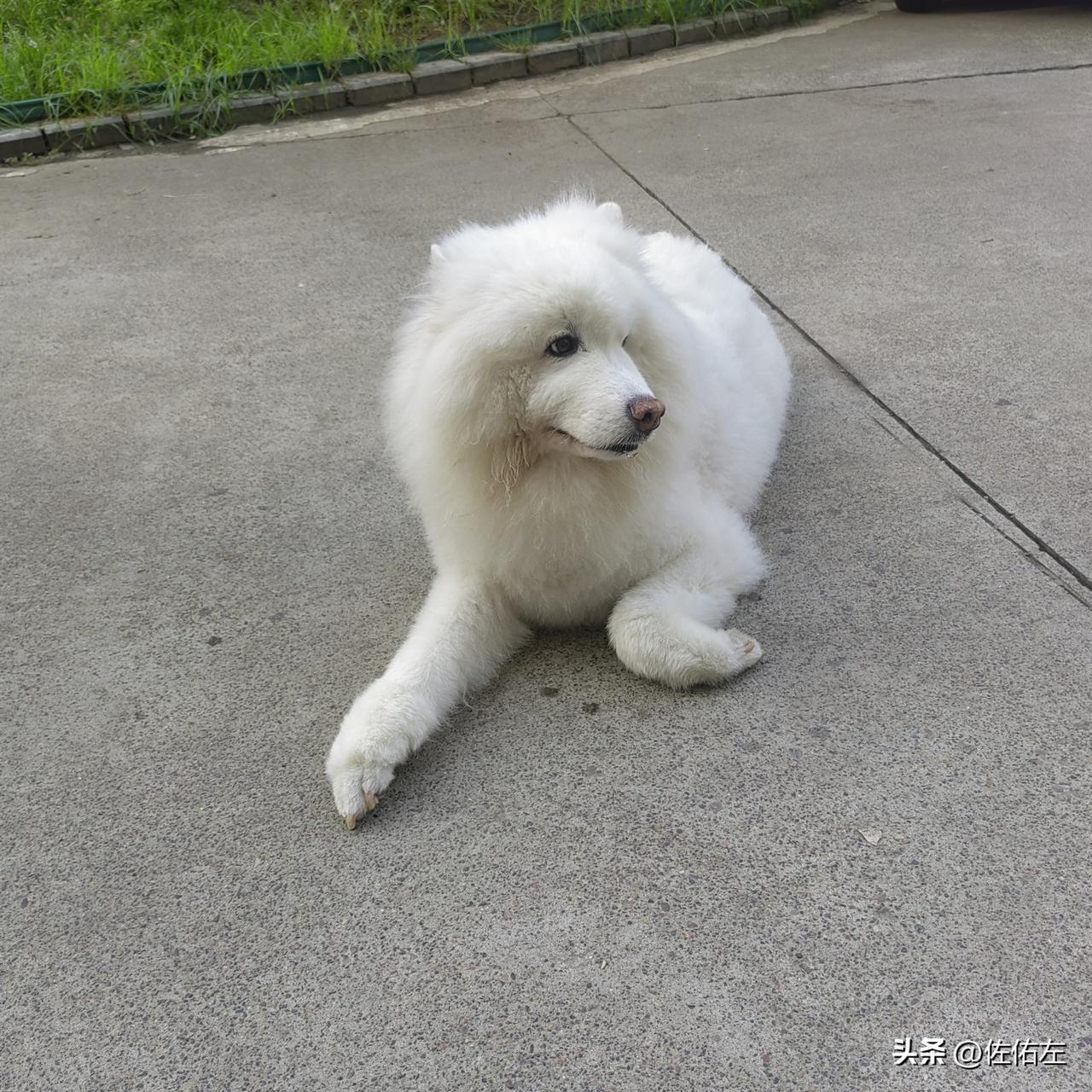 有点悲催呀，我现在混的还不如邻居家的一条萨摩犬。
进入盛夏季节，气温一天高过一天