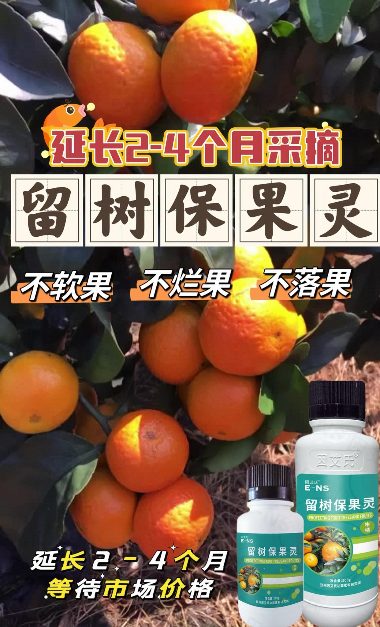 成熟期柑橘保果工作很重要! 低温高湿容易造成落果,软果等!也留树保鲜, 不软果不