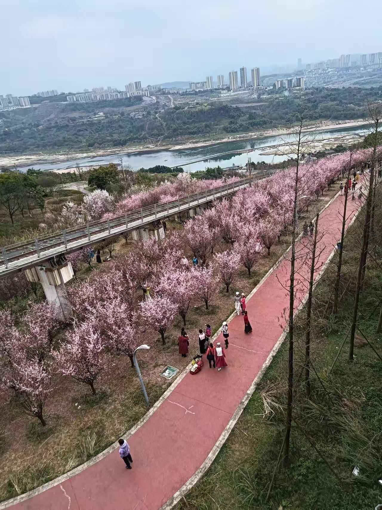 天净沙·公园花开
公园繁花争开，
游人打卡徘徊。
倩影留时意快。
情侣青睐，
并
