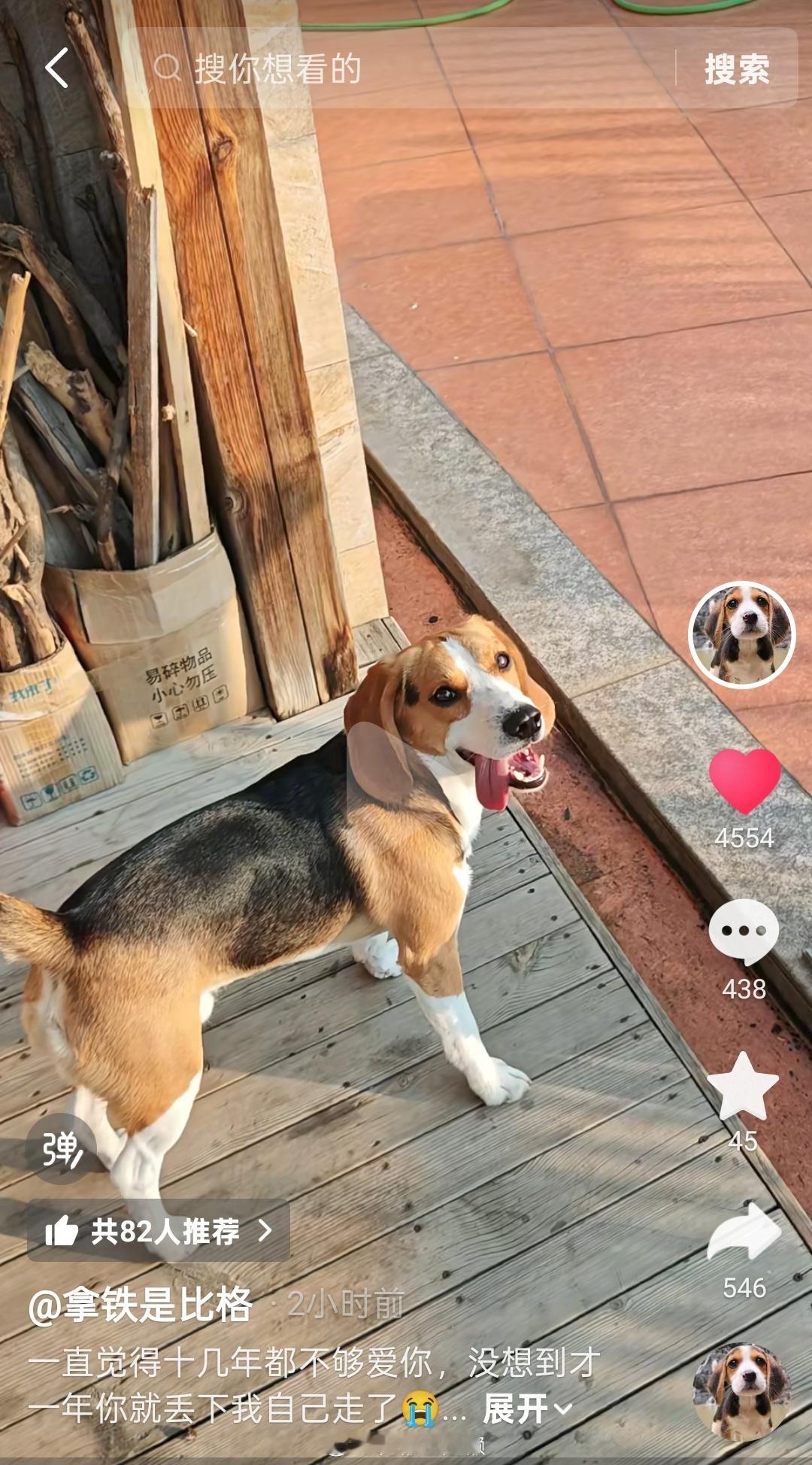 唉…我唯一关注的互联网比格去世了🥲拿铁才刚刚满一岁啊……好难过之前很喜欢它的假