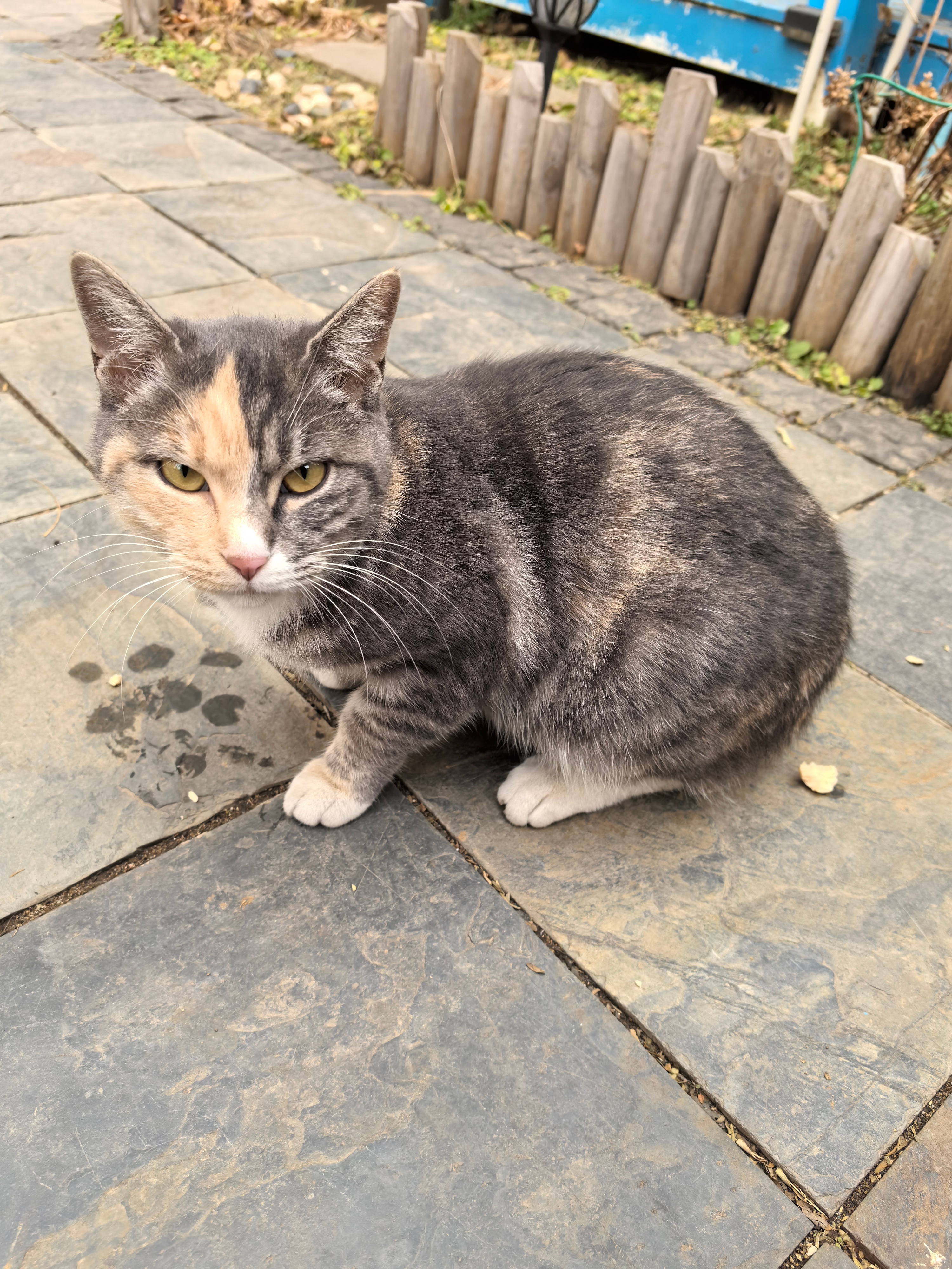 早上好 这是一只招财猫 点赞就会发财…… 