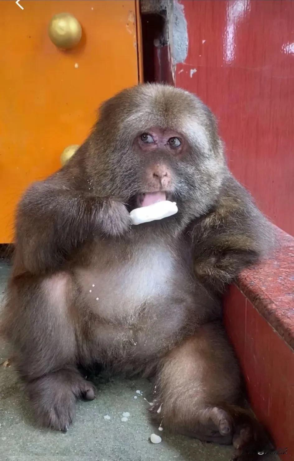 最近我是这只猴🐒
的粉丝
不过我现在还没整明白
它真实名字叫什么？