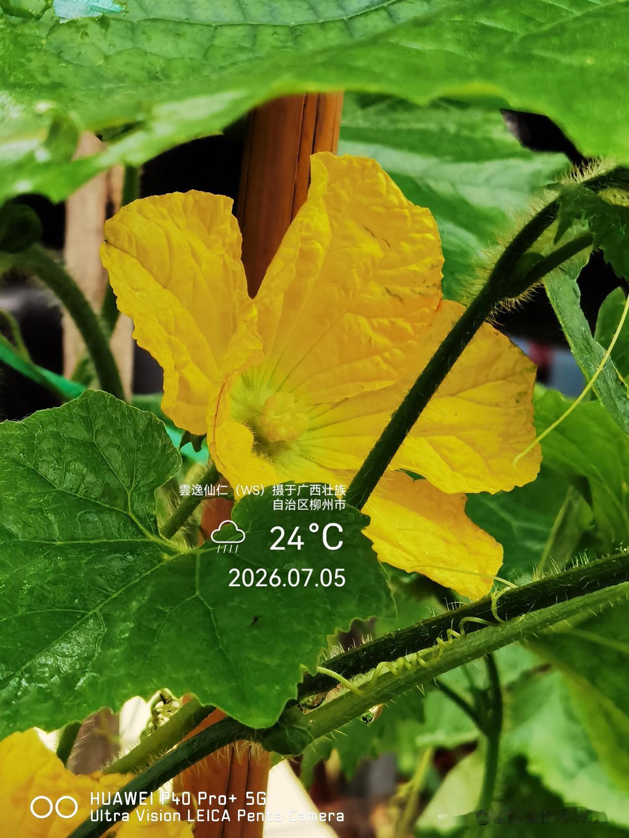 月居生活记录（10156）广西壮族自治区柳州市（194）花儿随拍21：甜瓜雄花、