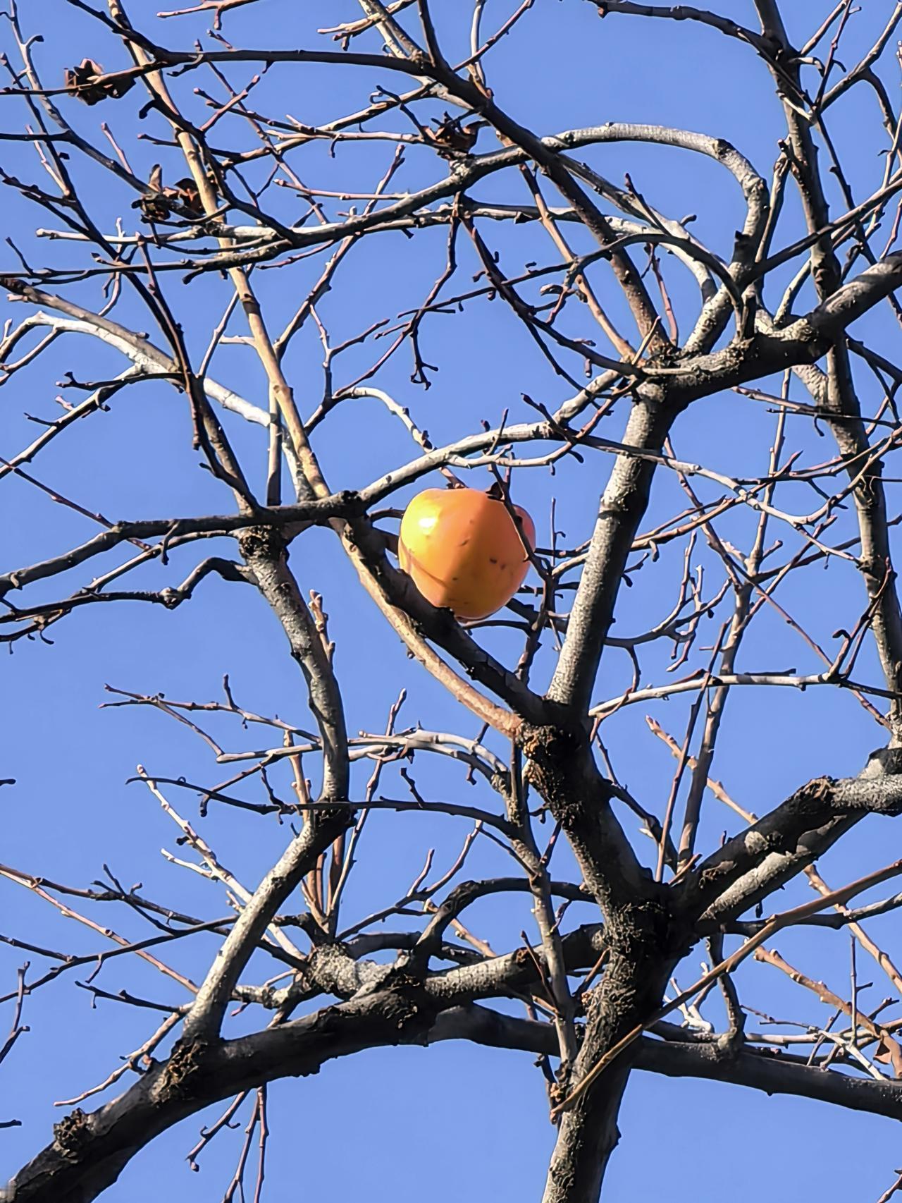 日本对来自中国的小额商品征10%消费税，对中国电商有哪些影响？

日本取消“1万