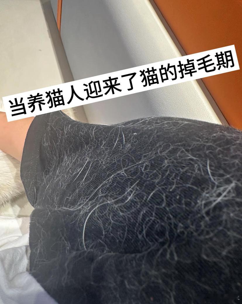 当养猫人迎来掉毛期
