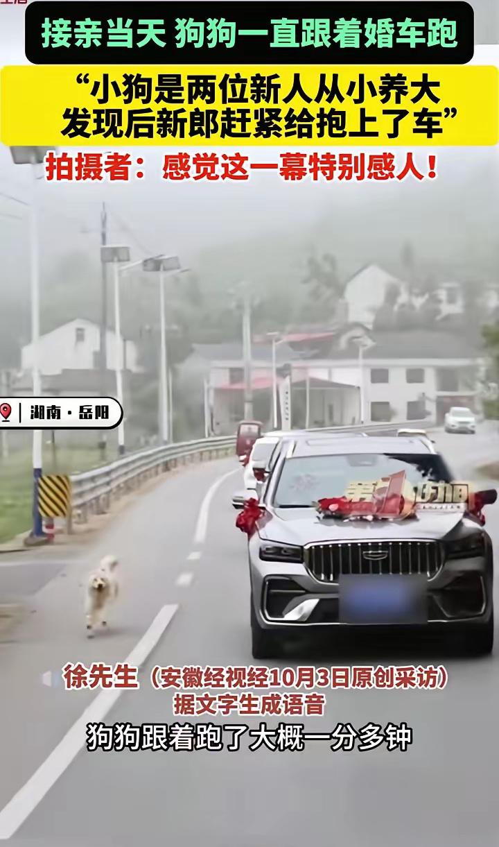 10月2日，湖南岳阳。新人接亲当天，狗狗一直追着婚车跑，大概跟了一分钟。后来得知
