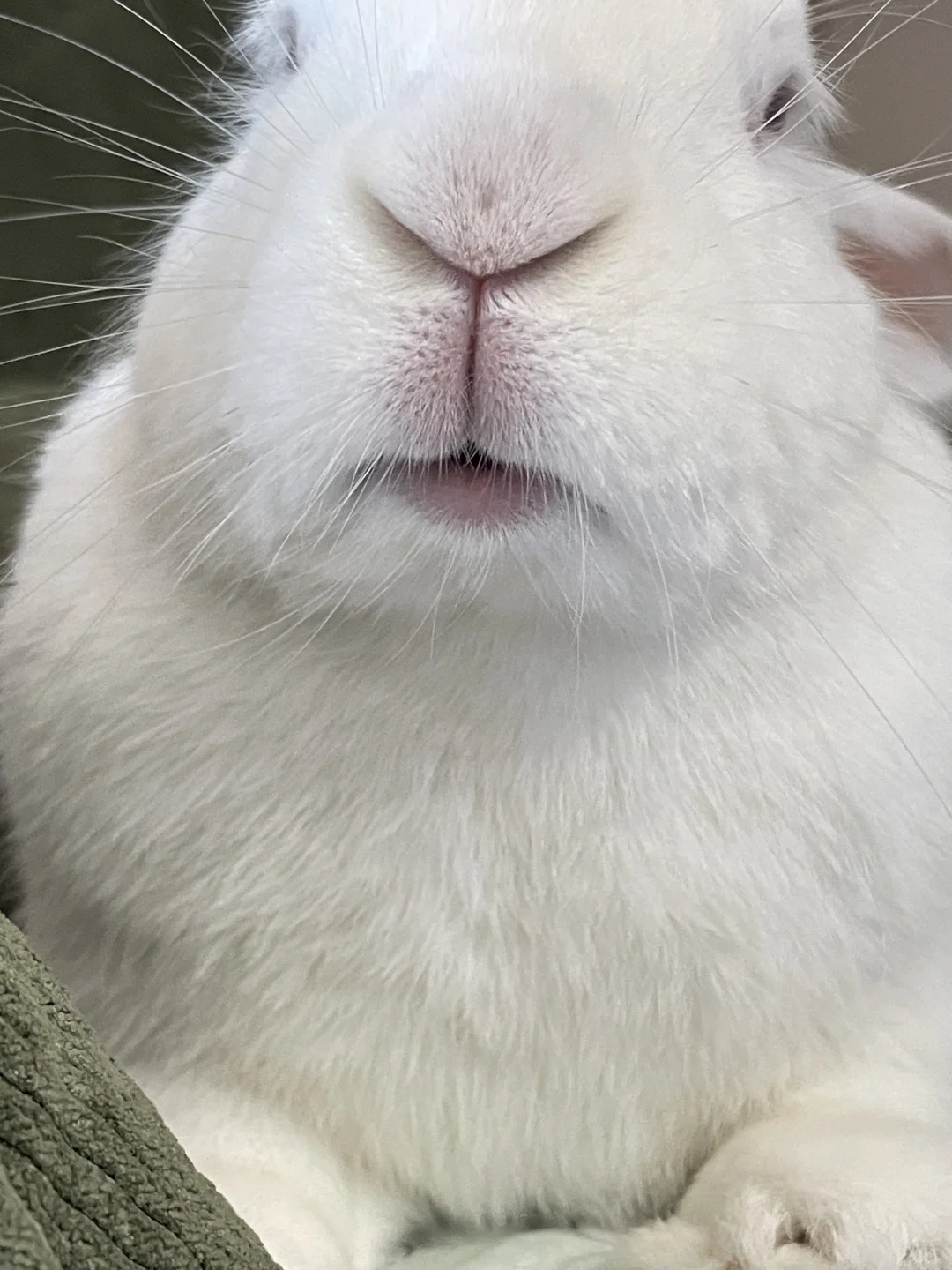 香香软软小白兔