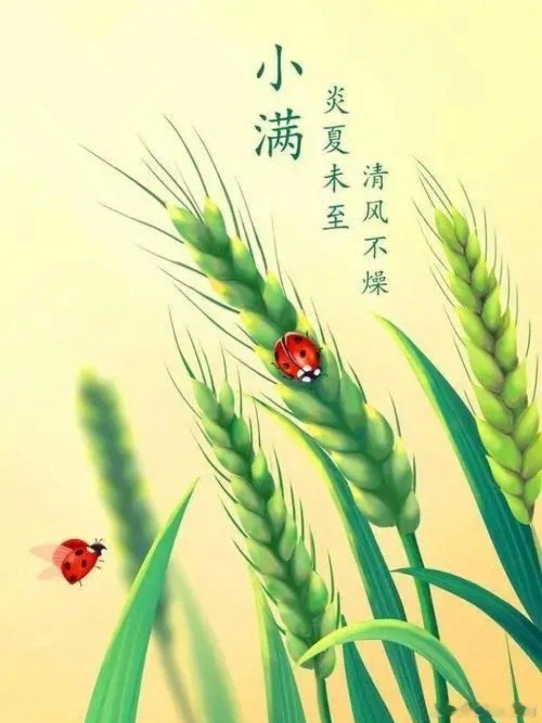 【小满：盈而不满】   小满，二十四节气中的第八个节气，也是夏季的第二个节气。小