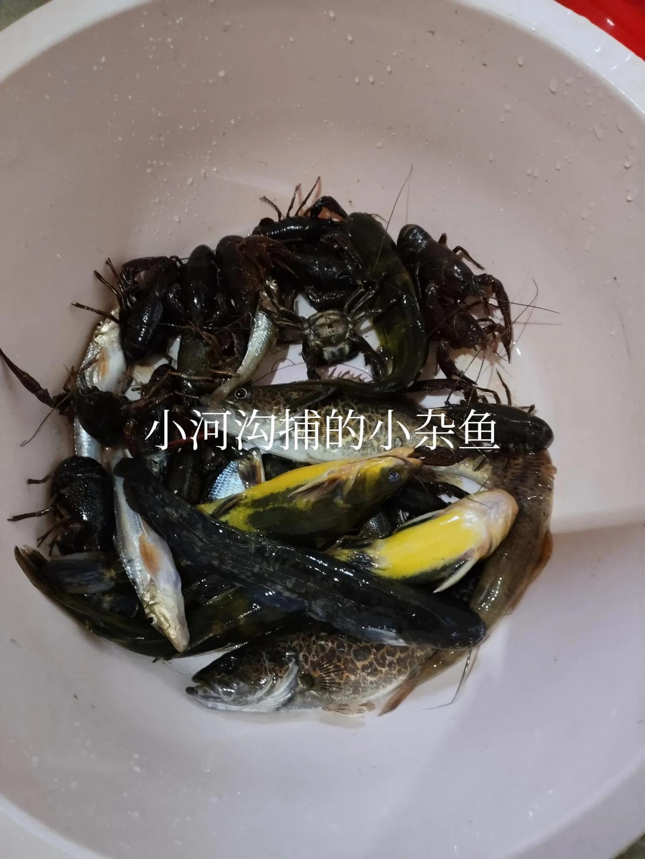 当你老了,愿意在农家小院生活吗?我非常喜欢田园生活，去年退休，打牌认识了老杨，他